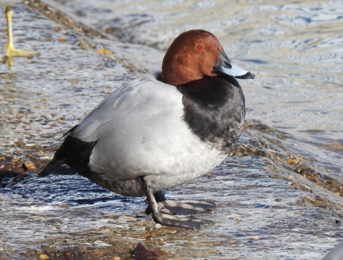 Красноголовый нырок