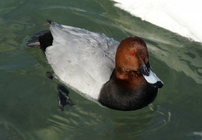 Красноголовый нырок