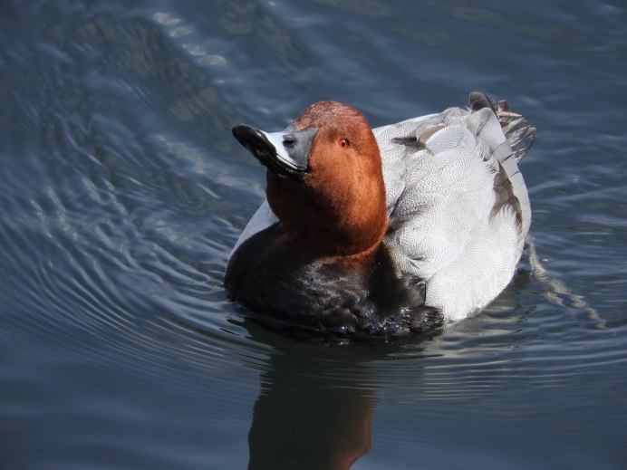 Нырок красноголовый вес