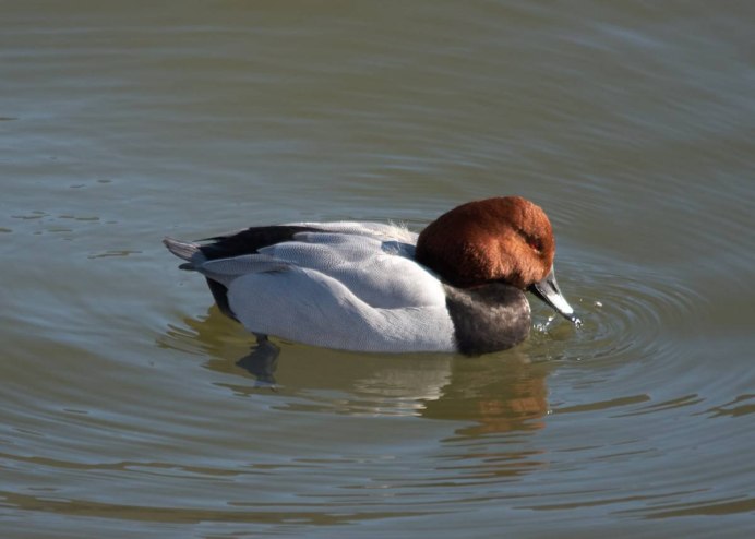 Красноголовый нырок