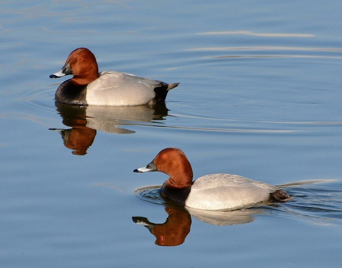 Красноголовый нырок