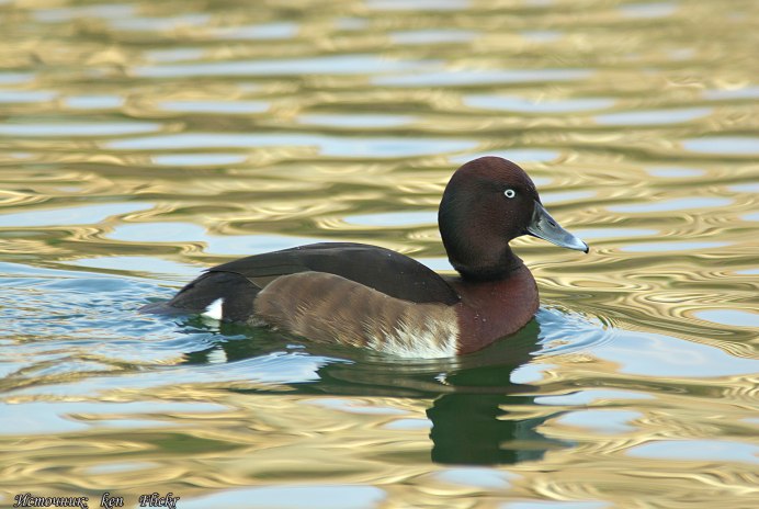 Нырок Черноморский птица
