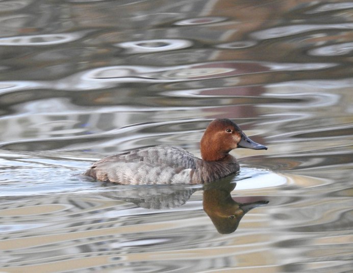 Красноголовый нырок фото птицы