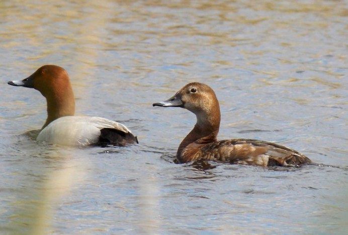 Утка красноголовый нырок