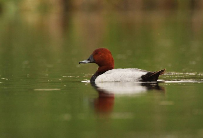Утка красноголовый нырок