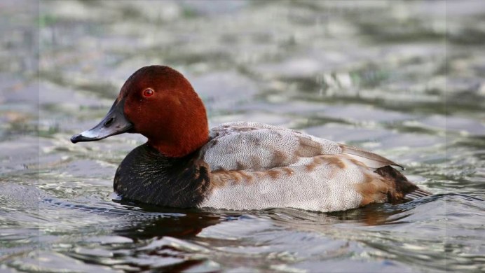 Нырок красноголовый (Aythya ferina)