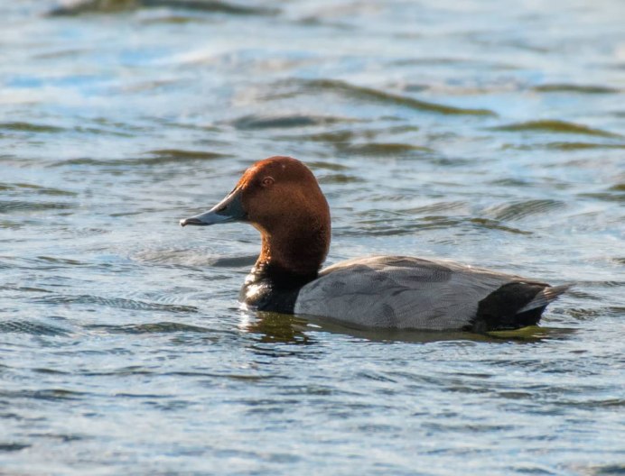 Нырки Краснодарского края