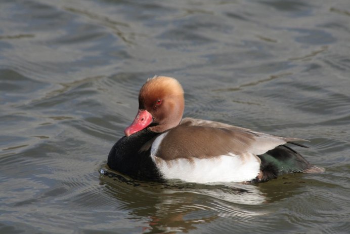 Кольчатый нырок