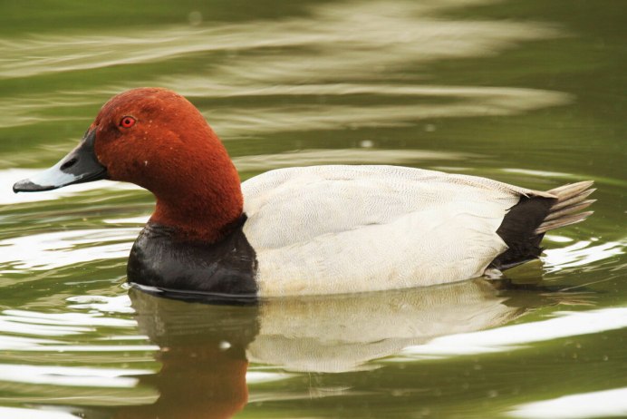 Утка красноголовый нырок