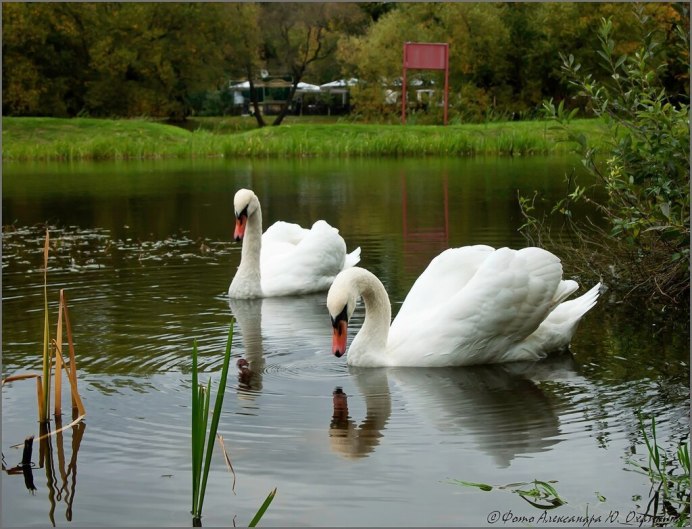 Лебеди на озере