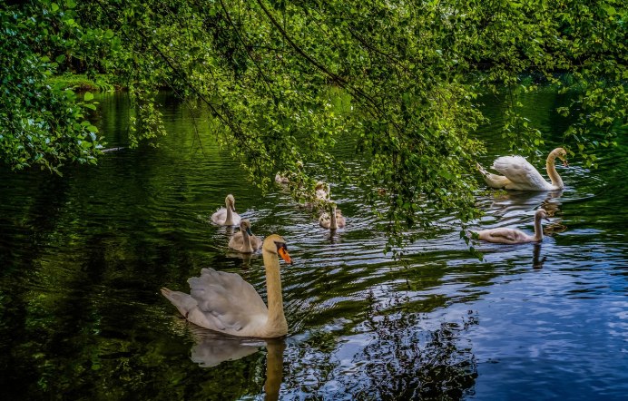 Лебединое озеро Сочи