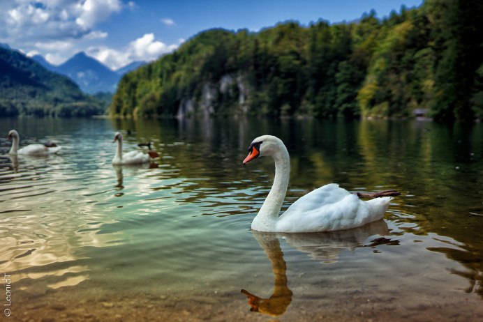 Лебеди в пруду