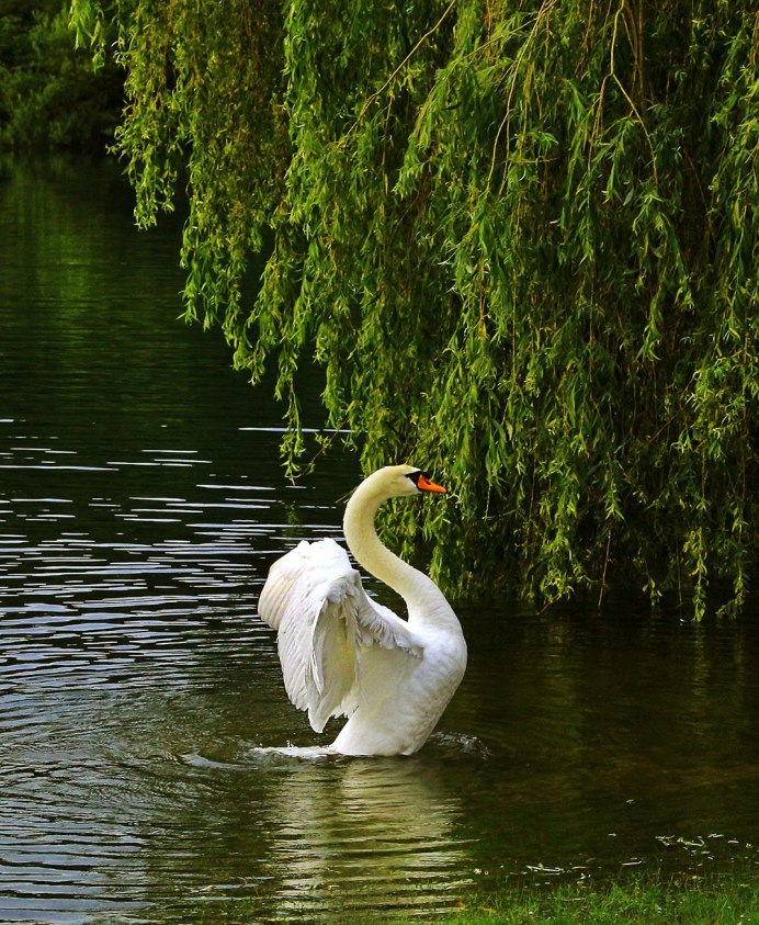 Лебеди на рабочий стол