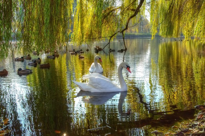 Чистые пруды лебеди