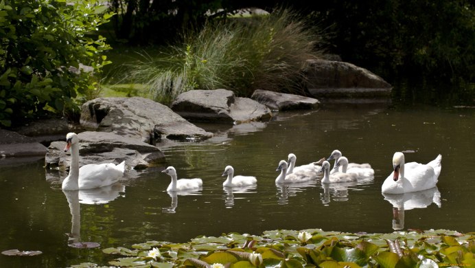 Лебединое озеро Воскресенский район