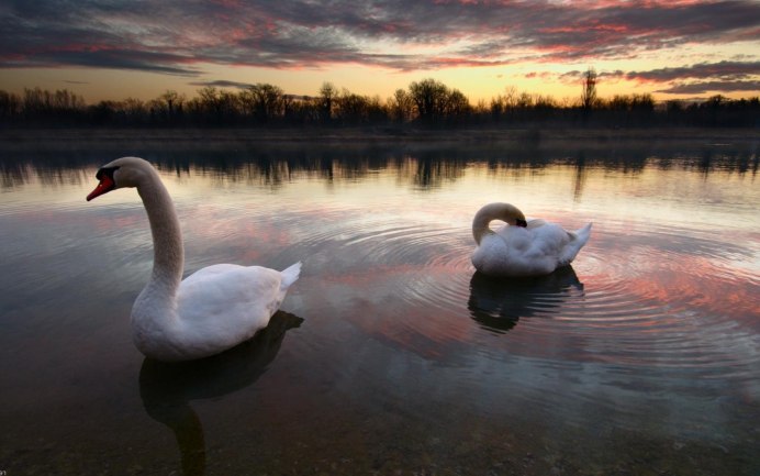 Лебедушка Лебединое озеро