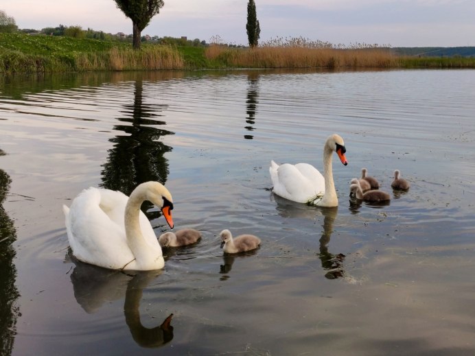 Красивое озеро цветы лебеди