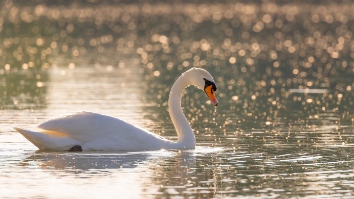 Лебединое озеро Норвегия