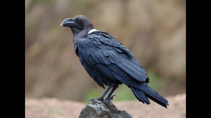 Белошейная ворона