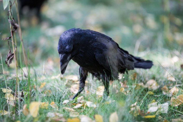 Ворон ворона Грач