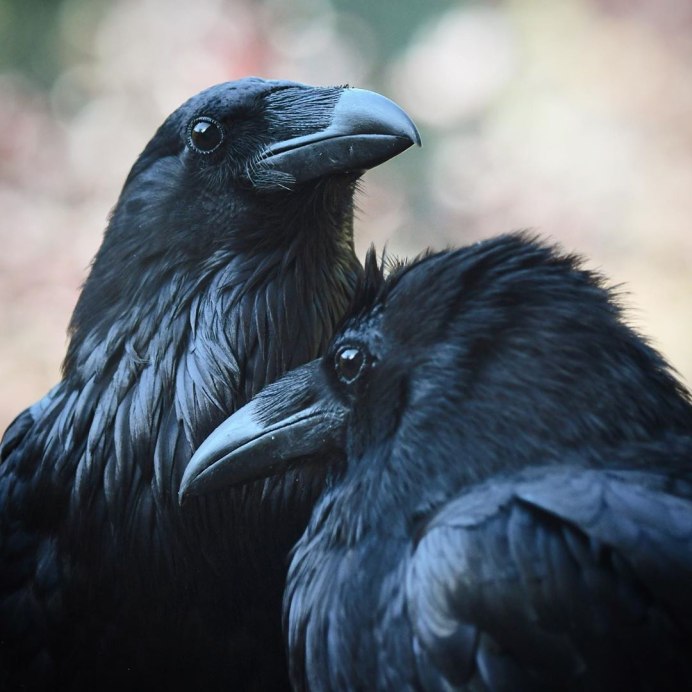 Ворона любовь