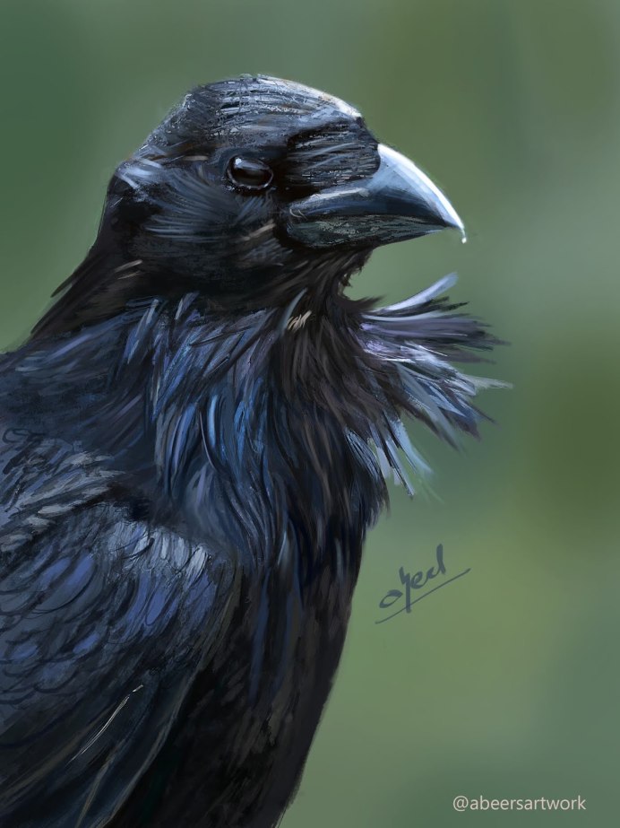 Черный ворон Corvus Corax