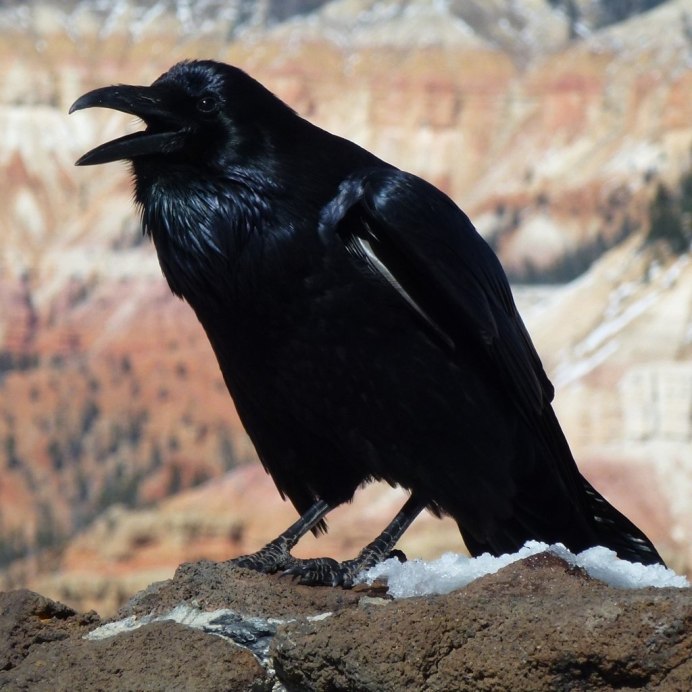 Отряд Воробьинообразные ворон