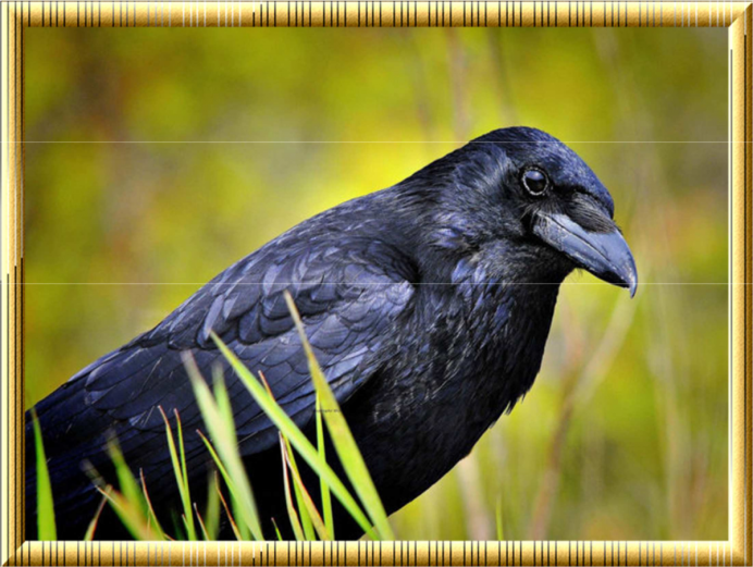 Новокаледонский ворон