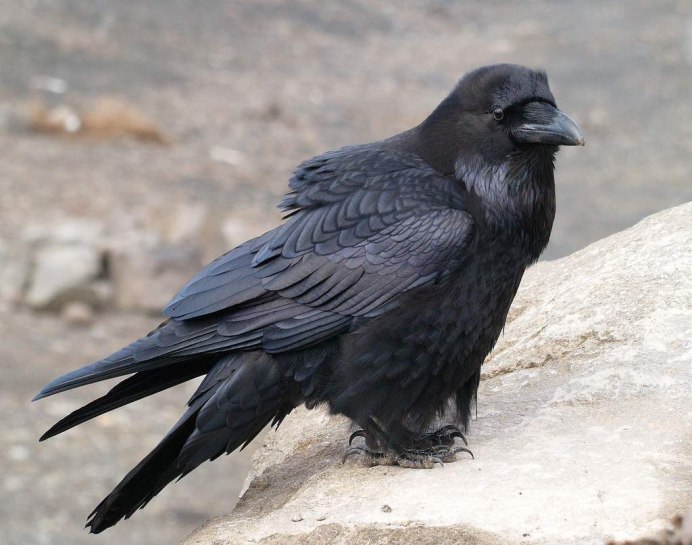 Corvus Corax Seikilos