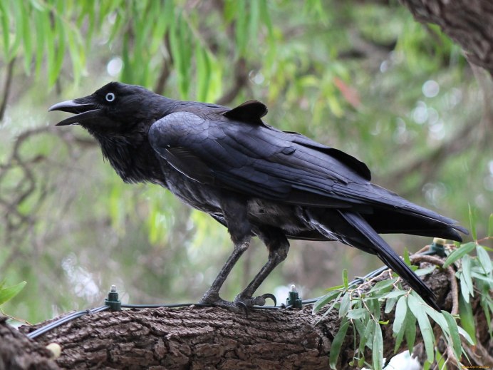 Птицы Грачи галки вороны