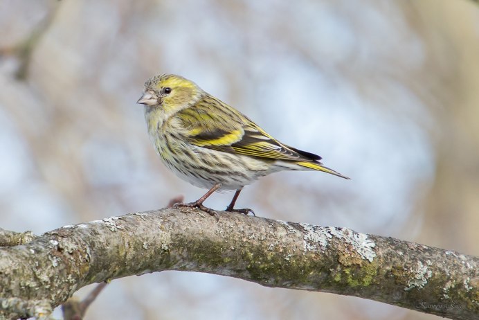 Чиж (Carduelis Spinus)