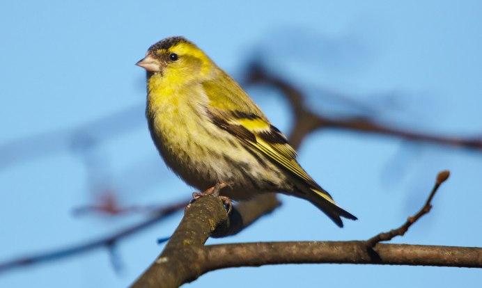 Чиж (Carduelis Spinus)