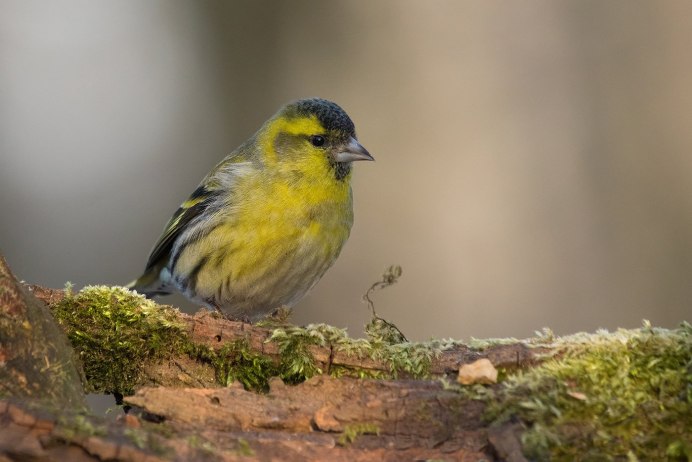 Чиж (Spinus Spinus l.)
