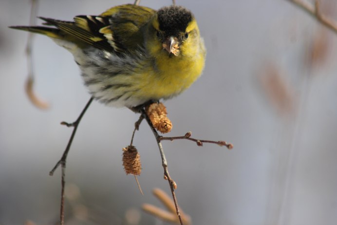 Чиж (Spinus Spinus l.)