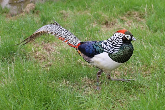 Кавказский фазан