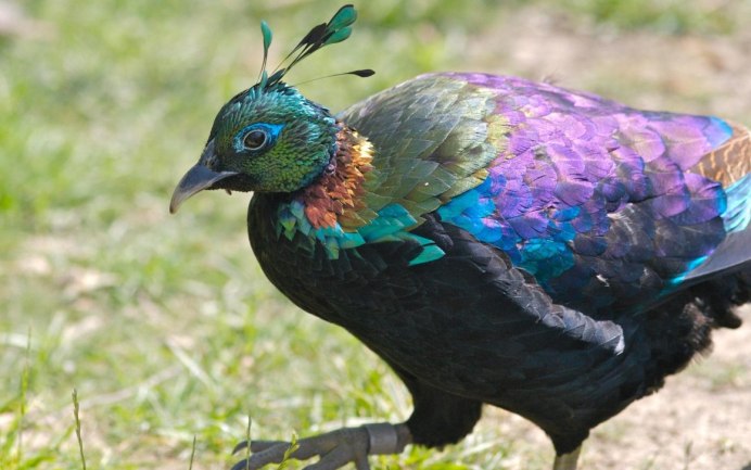 Зеленый фазан Кидзи