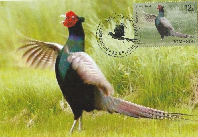 Изумрудный фазан