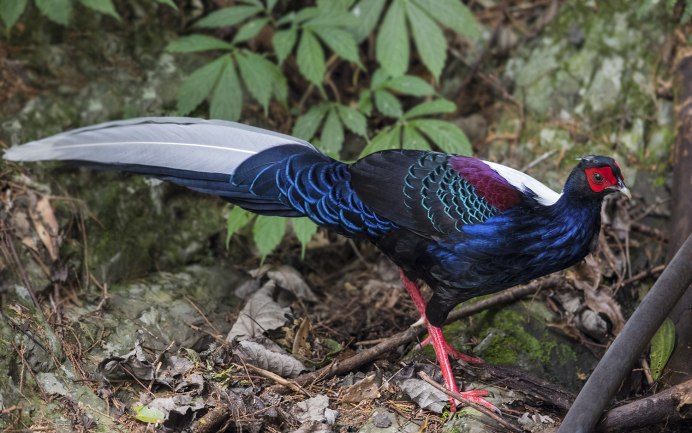 Изумрудный фазан