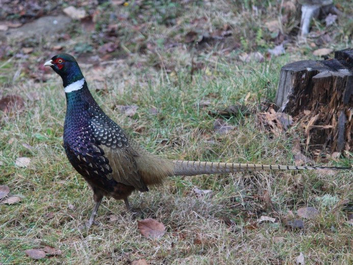 Уссурийский фазан