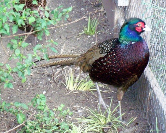 Фазан румынский изумрудный
