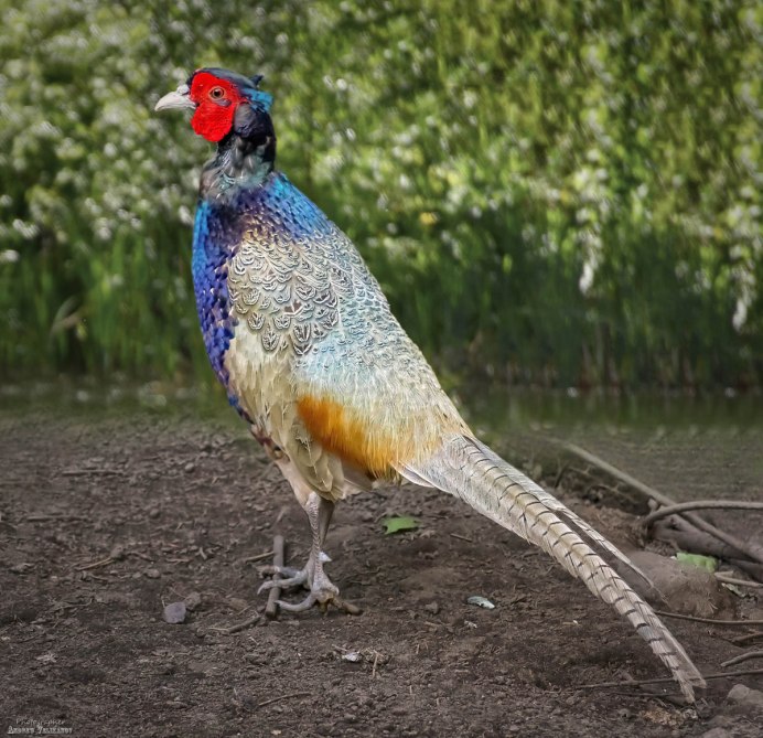 Фазан румынский зелёный