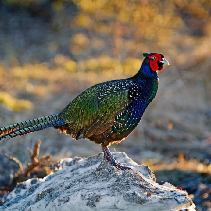 Зелёный фазан