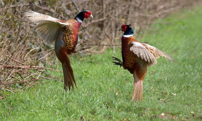 Зеленый фазан Кидзи