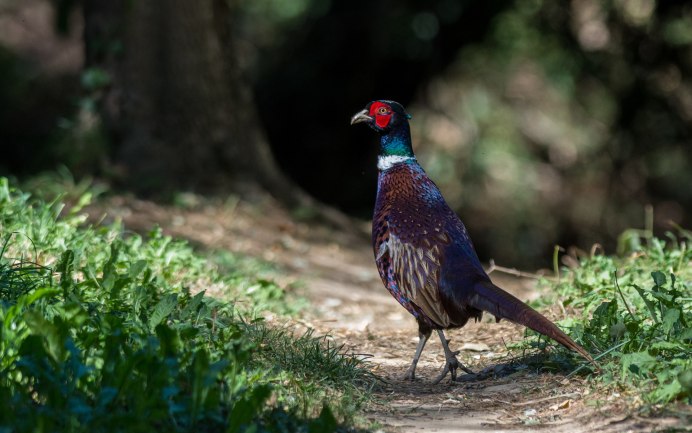 Зелёный фазан / Phasianus versicolor