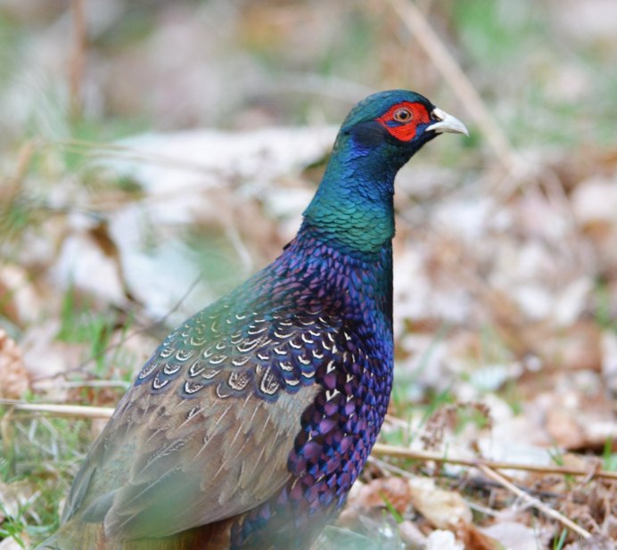 Предкавказский фазан (Phasianus colchicus septentrionalis)