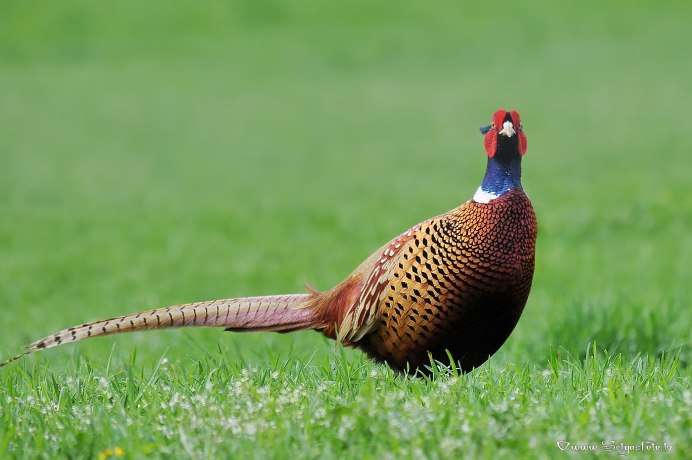 Северокавказский фазан