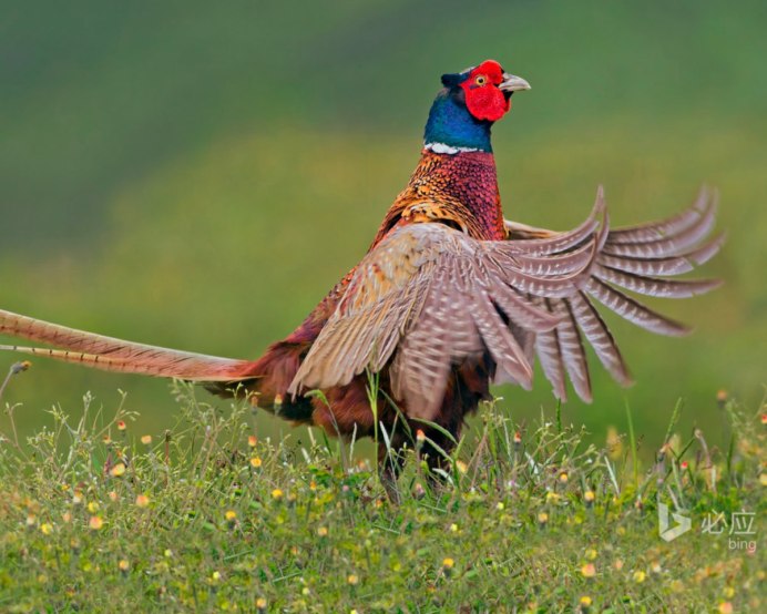 Зеленый фазан Кидзи