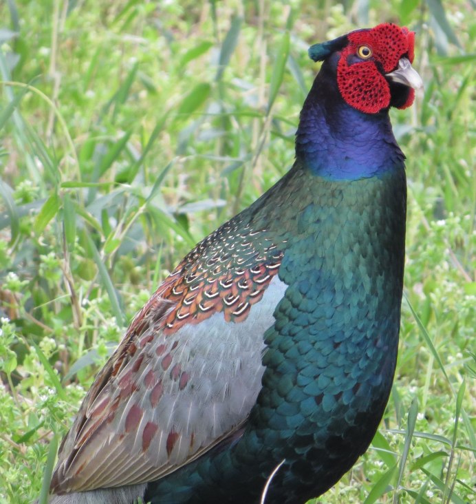 Пёстрый фазан Микадо