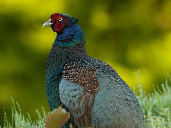 Палаванский фазан