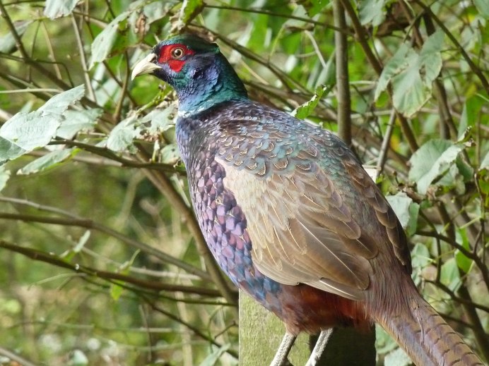 Фазан охотничий обыкновенный